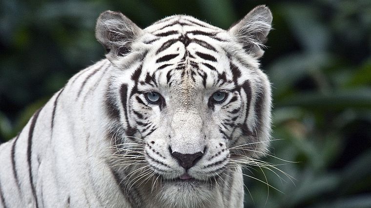 animals, white tiger - desktop wallpaper