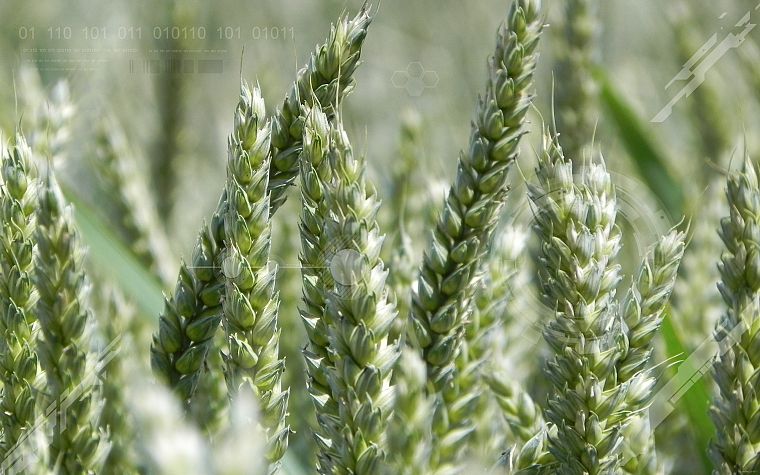 nature, wheat - desktop wallpaper