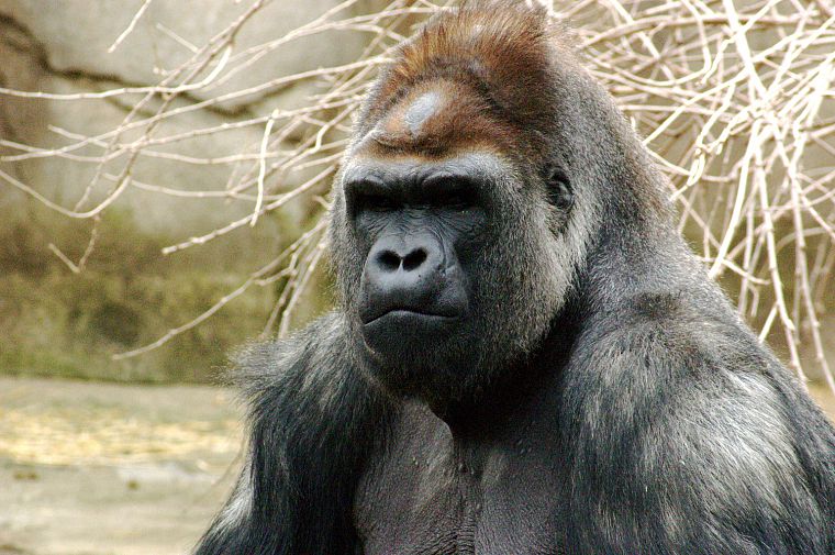 animals, apes, gorillas, primates - desktop wallpaper