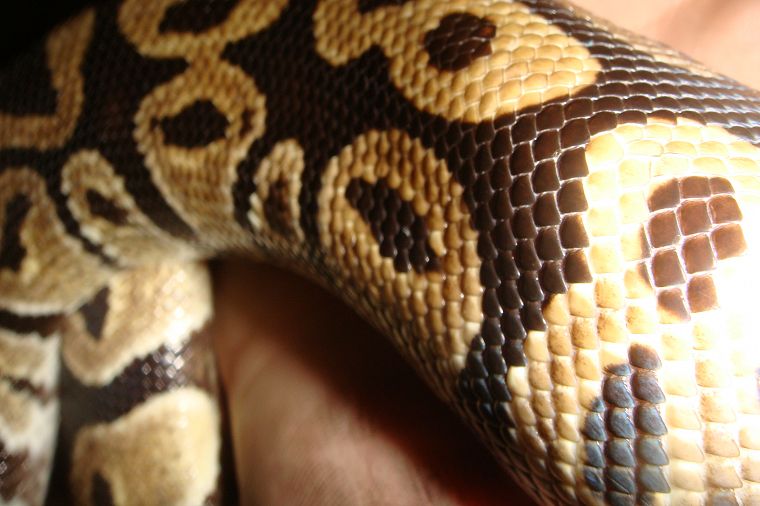snakes - desktop wallpaper