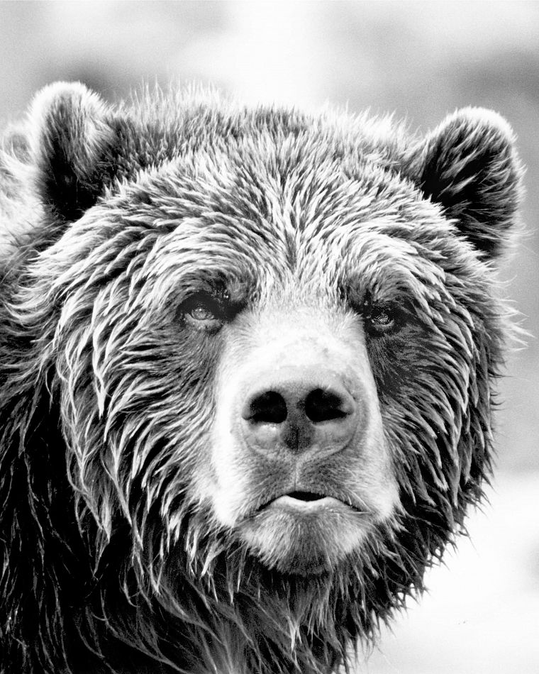 animals, grayscale, bears - desktop wallpaper