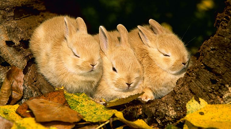 nature, rabbits, sleeping, baby animals, Young rabbits - desktop wallpaper