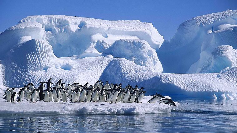 hope, penguins, Antarctica, bay - desktop wallpaper