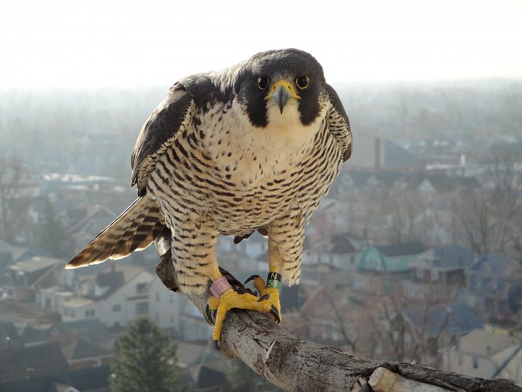 birds, falcon bird - desktop wallpaper