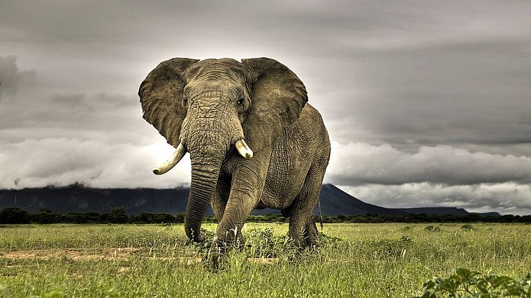 animals, elephants, African, mammals - desktop wallpaper