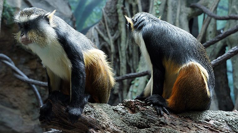 nature, animals, monkeys - desktop wallpaper