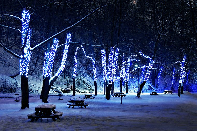 winter, trees - desktop wallpaper
