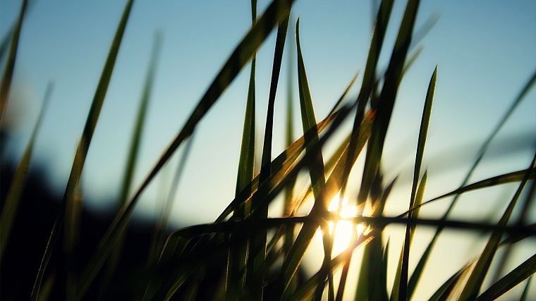 grass, sunlight, macro - desktop wallpaper