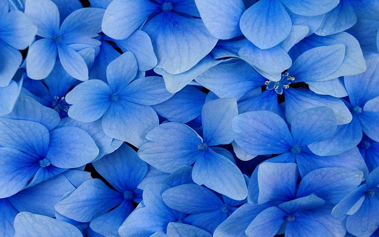 nature, flowers, blossoms, hydrangea, blue flowers - desktop wallpaper