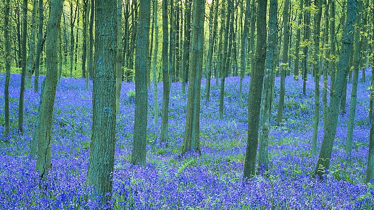 landscapes, trees, flowers, forests, blue flowers, Bluebells - desktop wallpaper
