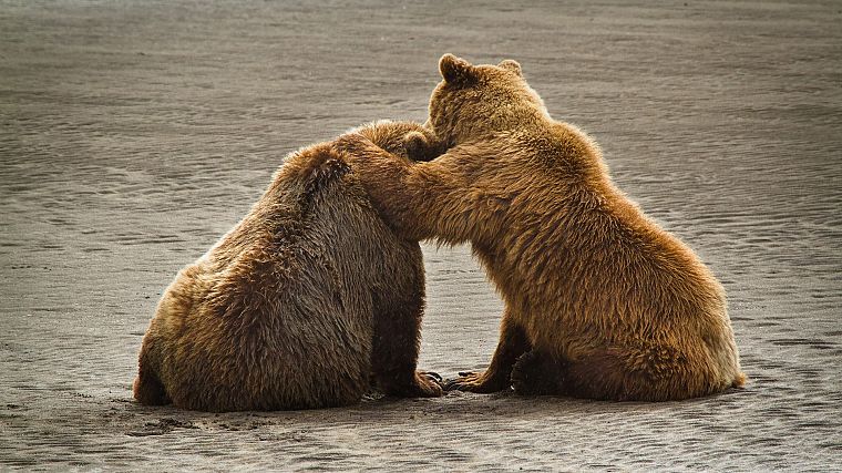 Alaska, grizzly bears, bears, National Park - desktop wallpaper