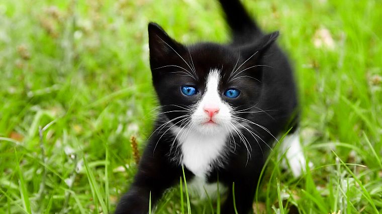 cats, blue eyes, animals, grass, kittens - desktop wallpaper