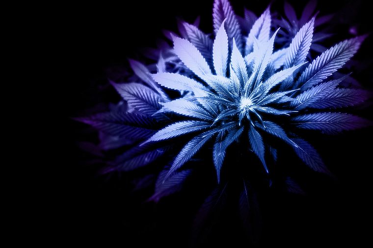 marijuana, monochrome - desktop wallpaper