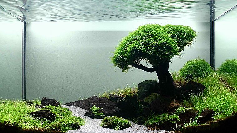 landscapes, trees, grass, streams, fish tank - desktop wallpaper
