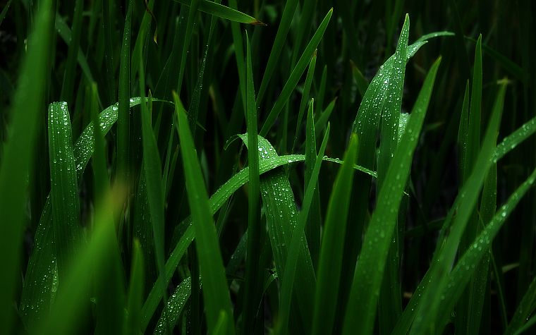green, nature, grass, monochrome, water drops, macro - desktop wallpaper