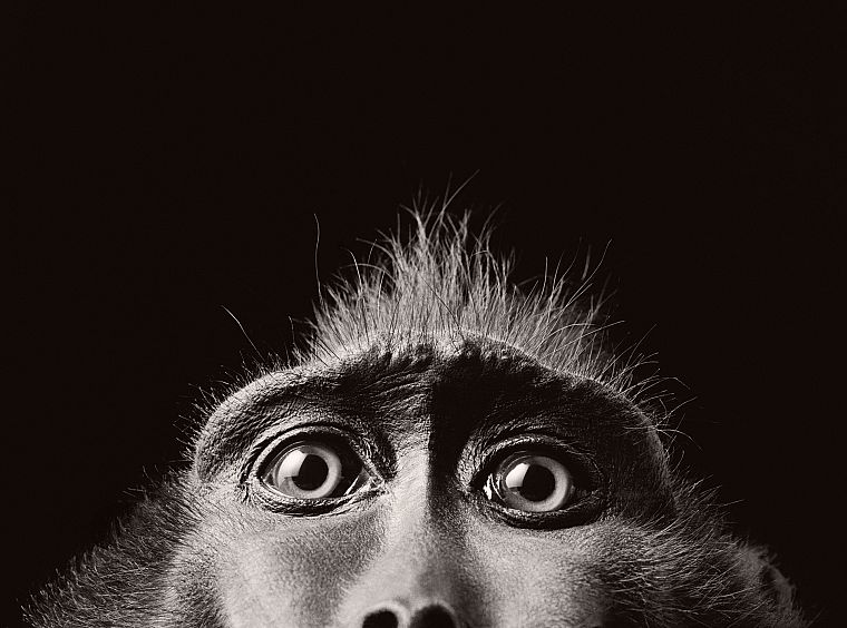 monkeys - desktop wallpaper