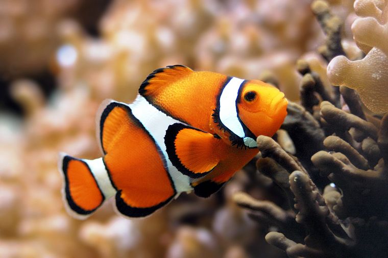 fish, clownfish, sealife - desktop wallpaper