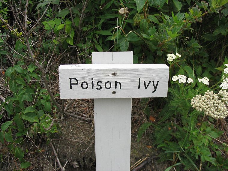 Poison Ivy, Ivy - desktop wallpaper