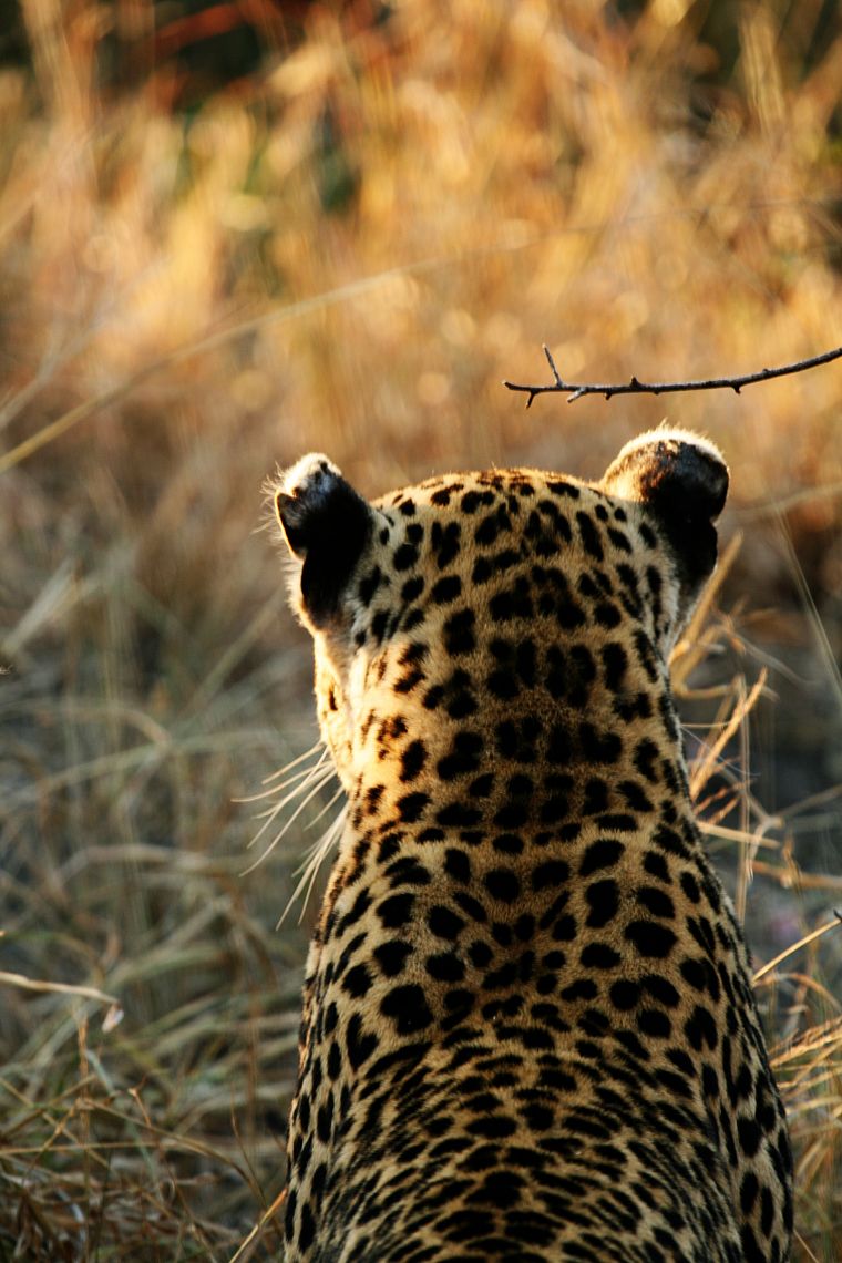 animals, wildlife, panthers, leopards - desktop wallpaper