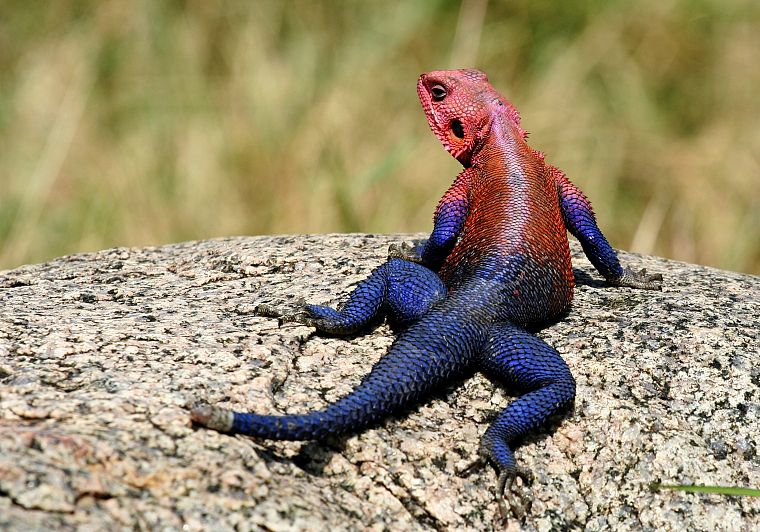 lizards, reptiles, Red-headed Rock Agama - desktop wallpaper