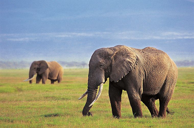 animals, grass, fields, elephants, Africa - desktop wallpaper