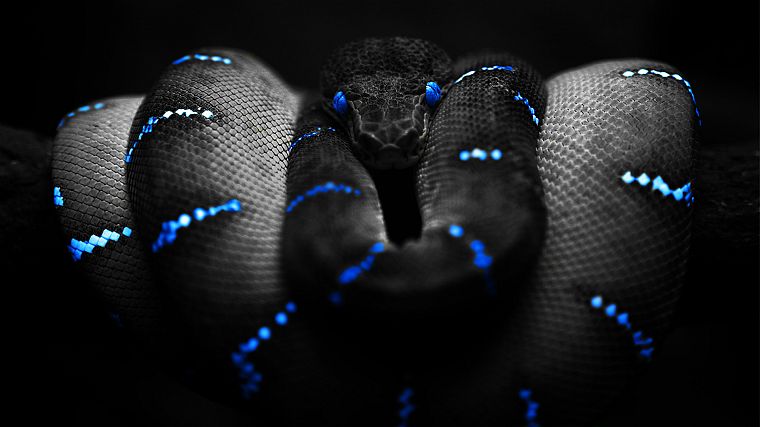 blue, black, snakes, black background - desktop wallpaper