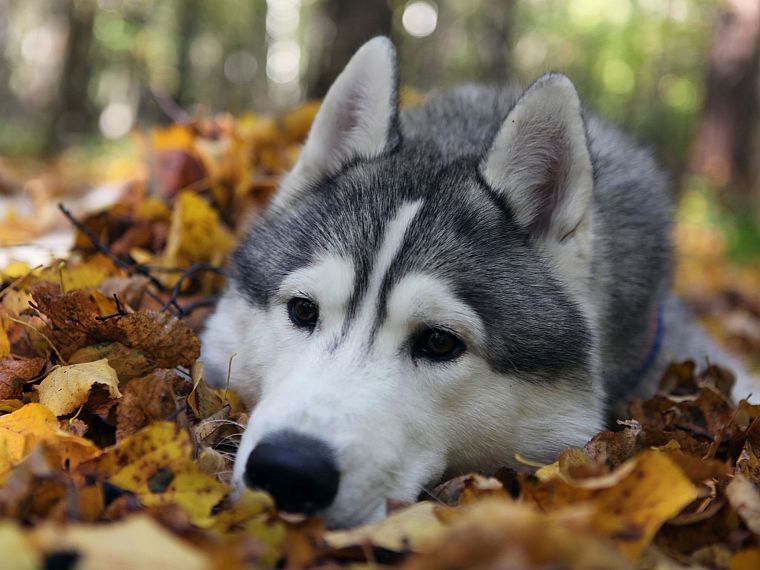 animals, leaves, husky, wolves - desktop wallpaper