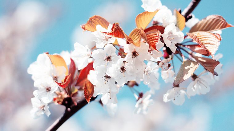 cherry blossoms, macro - desktop wallpaper