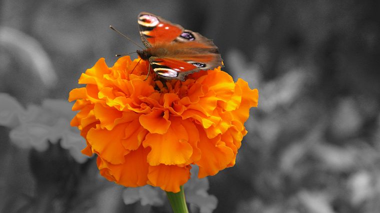 flowers, butterflies - desktop wallpaper