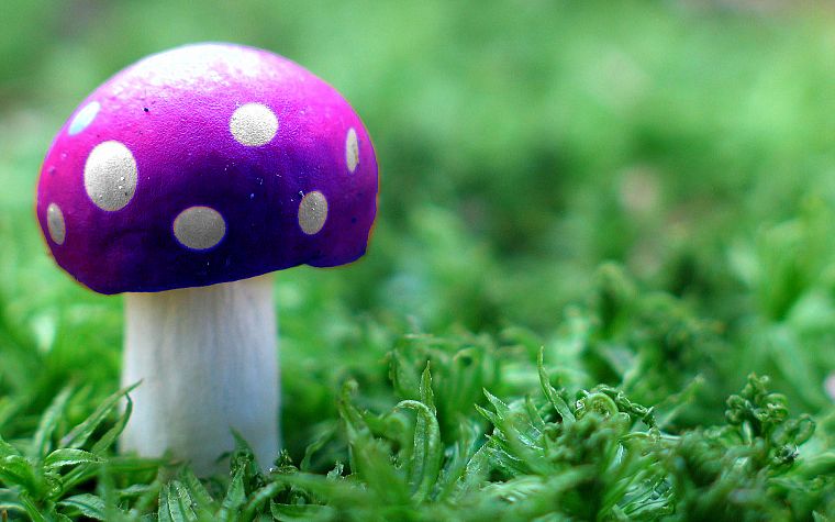 mushrooms, poison - desktop wallpaper