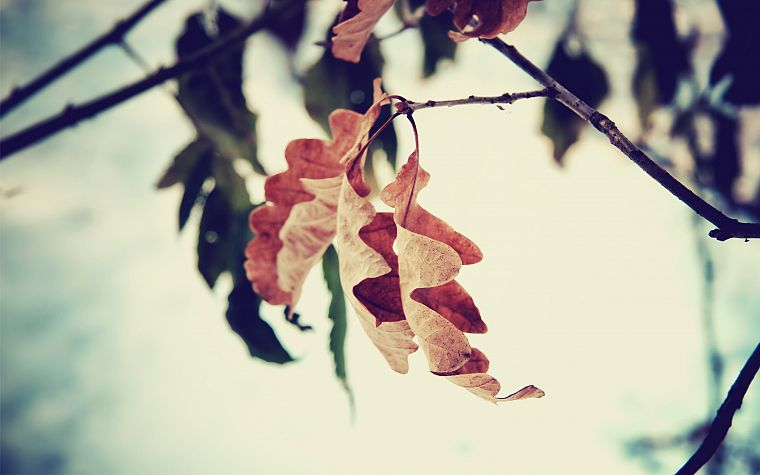 nature, leaf, autumn, leaves, depth of field, branches - desktop wallpaper