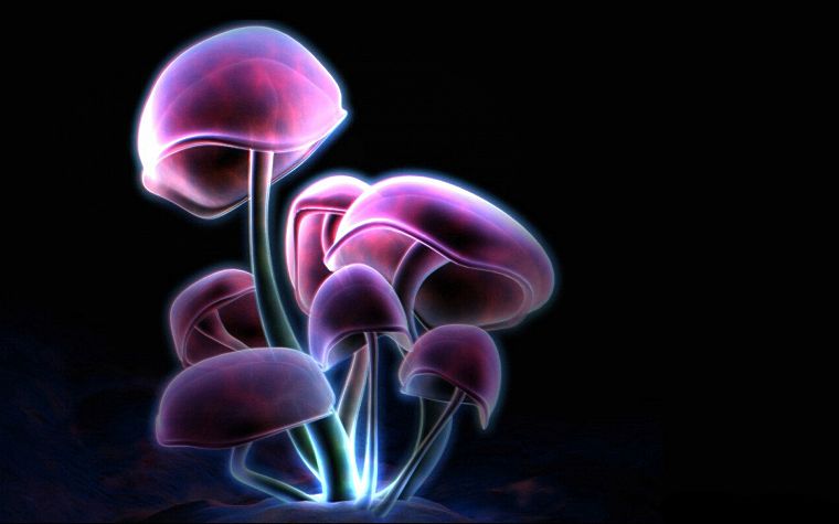 mushrooms - desktop wallpaper
