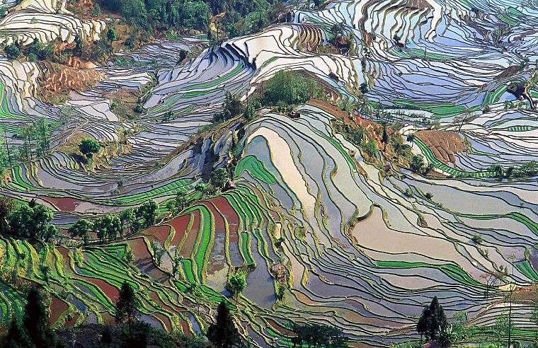 rice, ricefields - desktop wallpaper