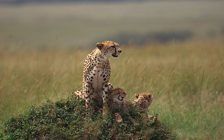 animals, cheetahs, cubs, wild cats - desktop wallpaper