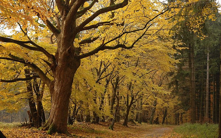 trees, paths - desktop wallpaper