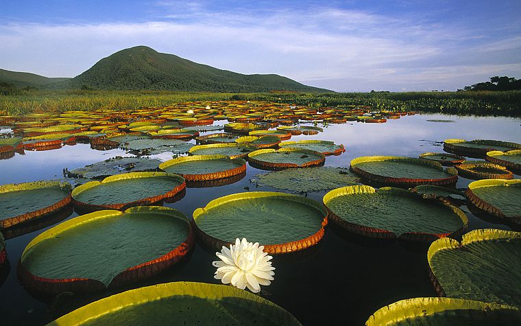 landscapes, lakes, lily pads, water lilies - desktop wallpaper