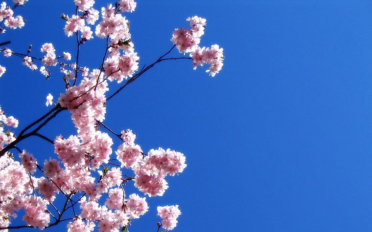 nature, trees, Sakura, blossoms, skies - desktop wallpaper