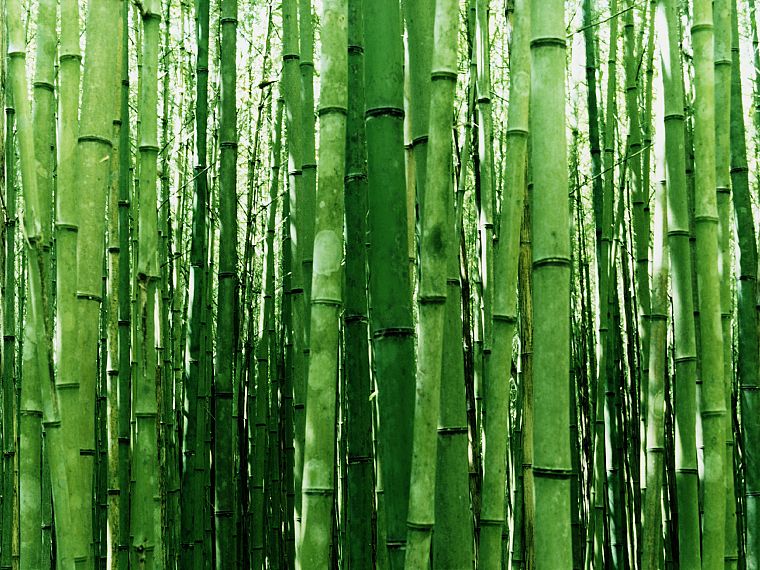nature, bamboo - desktop wallpaper