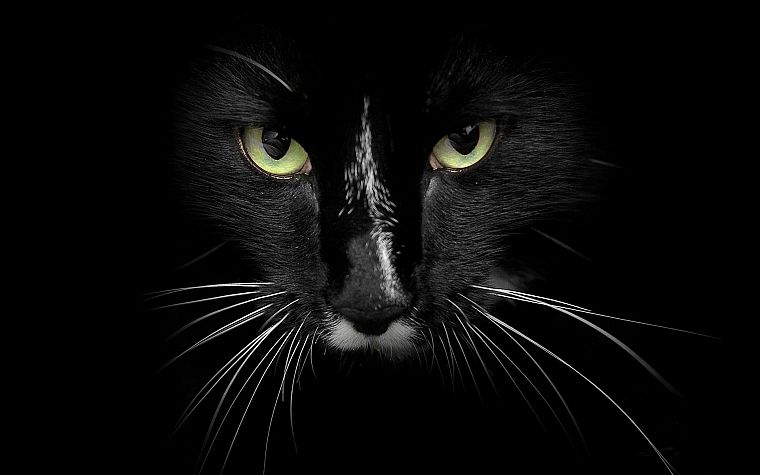 eyes, cats, animals, feline - desktop wallpaper