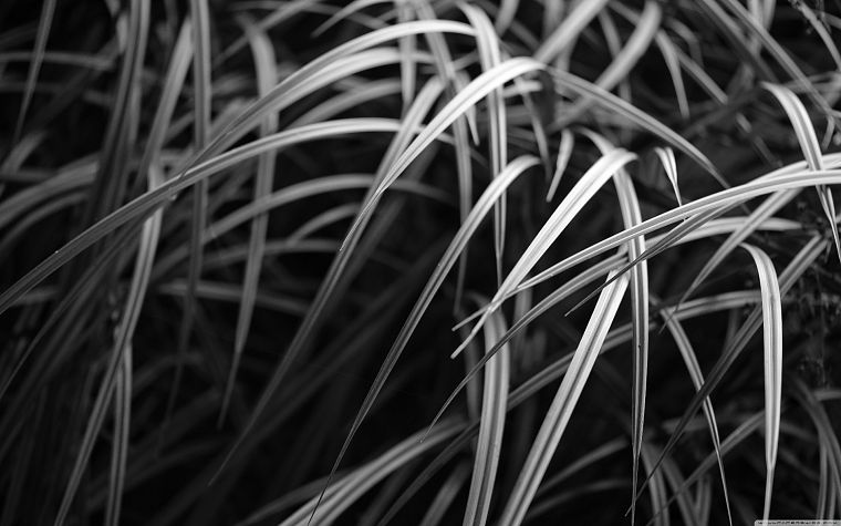 grass, monochrome - desktop wallpaper