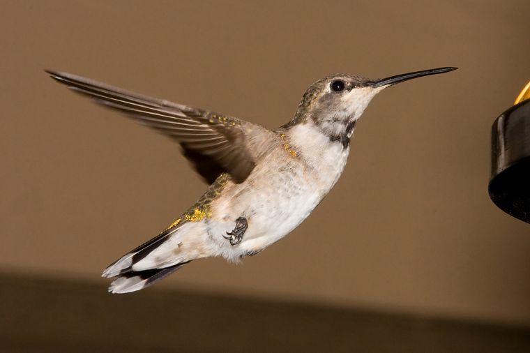 birds, hummingbirds - desktop wallpaper
