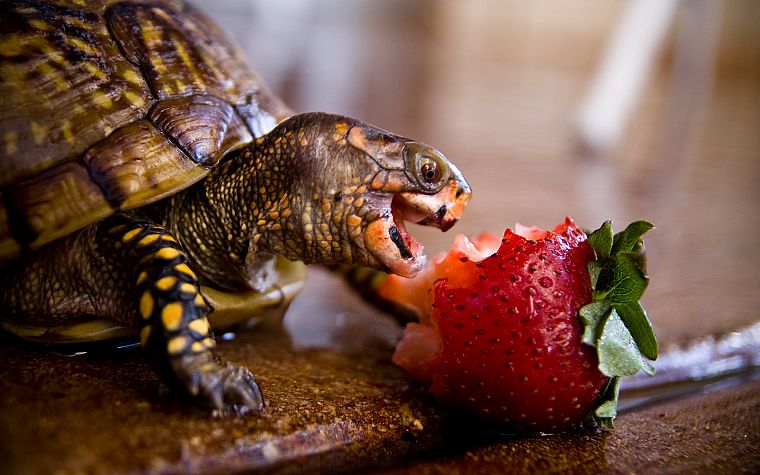 turtles, strawberries, eating - desktop wallpaper