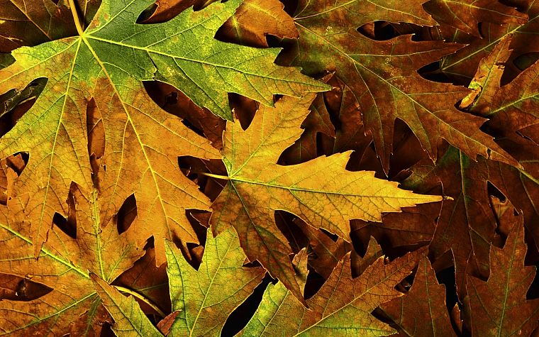nature, autumn, leaves, maple leaf, fallen leaves - desktop wallpaper