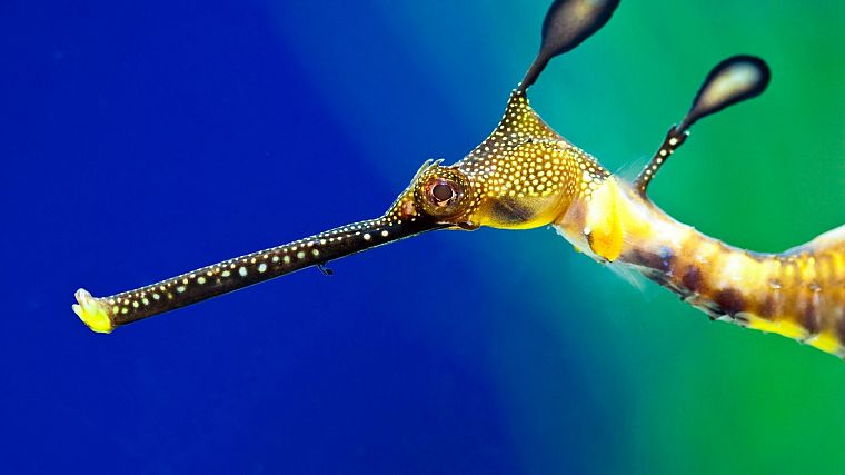 seahorses, Leafy Seadragon - desktop wallpaper