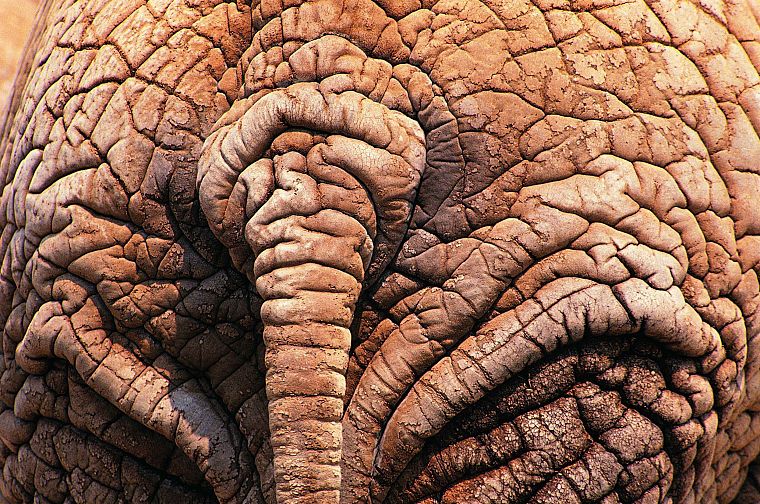 close-up, tails, elephants - desktop wallpaper
