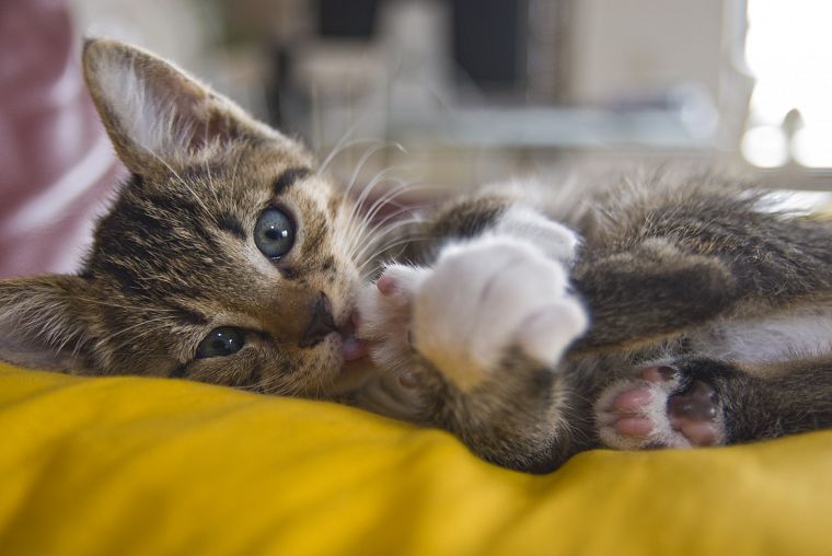 animals, kittens - desktop wallpaper