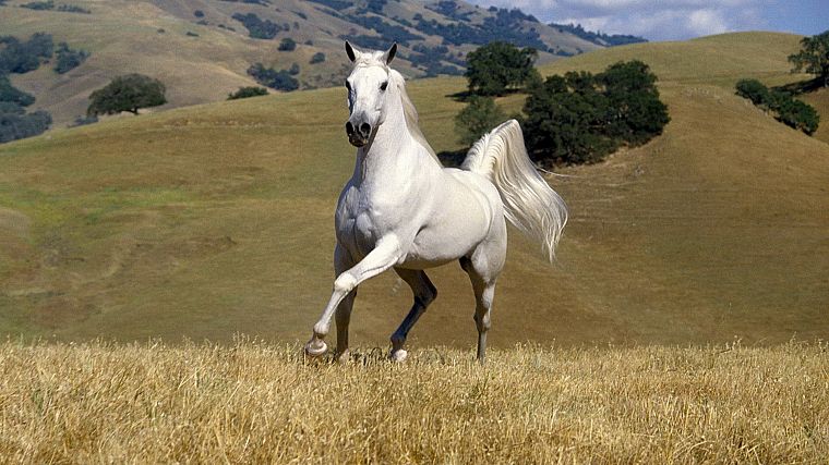 horses - desktop wallpaper