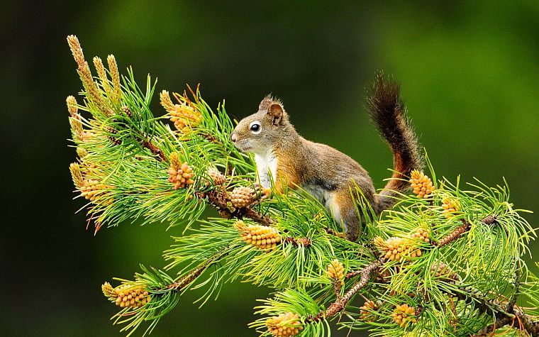 nature, animals, squirrels, depth of field, pine trees - desktop wallpaper