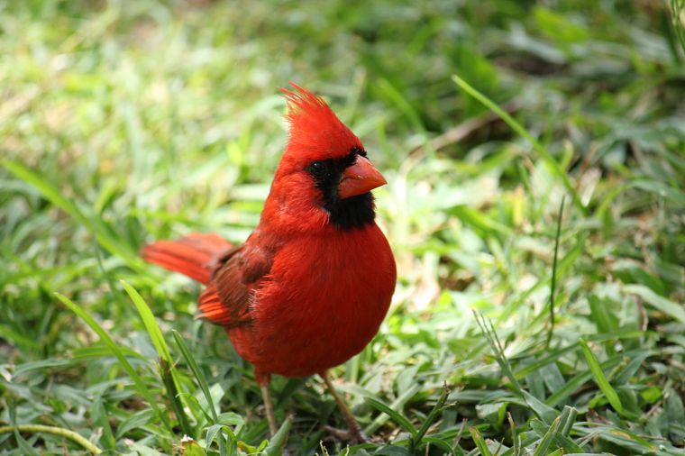 birds, Northern Cardinal - desktop wallpaper