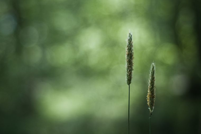 grass, straws - desktop wallpaper